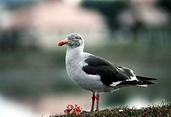 Leucophaeus scoresbii