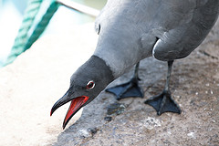 Leucophaeus fuliginosus