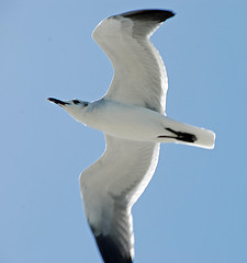 Leucophaeus atricilla