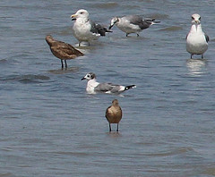 Leucophaeus pipixcan