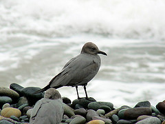 Leucophaeus modestus