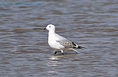 Ichthyaetus relictus