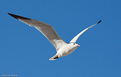 Ichthyaetus audouinii