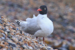 Ichthyaetus melanocephalus