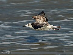 Ichthyaetus ichthyaetus