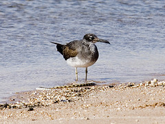 Ichthyaetus leucophthalmus