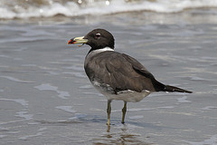 Ichthyaetus hemprichii