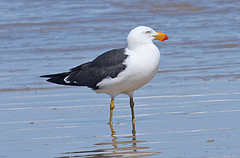 Larus pacificus