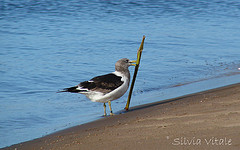 Larus atlanticus