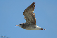 Larus crassirostris