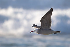 Larus heermanni