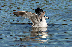 Larus delawarensis