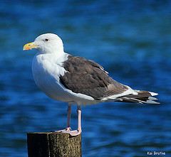 Larus marinus