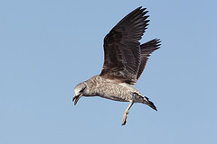 Larus dominicanus
