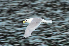 Larus glaucescens