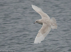 Larus glaucoides