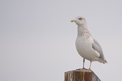 Larus smithsonianus