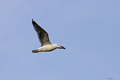 Larus cachinnans