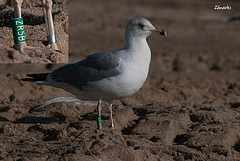 Larus michahellis