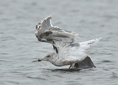 Larus schistisagus