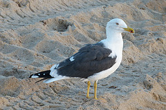 Larus fuscus
