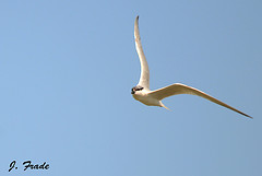 Gelochelidon nilotica