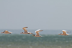 Thalasseus bengalensis