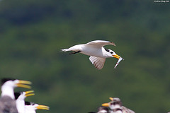 Thalasseus bernsteini