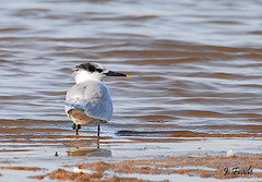 Thalasseus sandvicensis