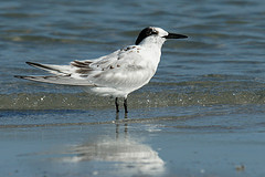 Thalasseus acuflavidus