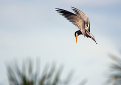 Sternula superciliaris