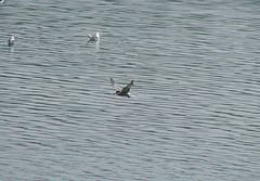 Onychoprion aleuticus