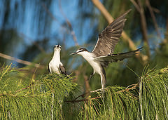 Onychoprion anaethetus