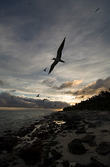 Onychoprion fuscatus