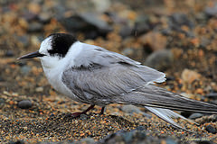 Sterna hirundinacea