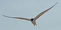 Sterna hirundo