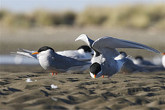 Chlidonias albostriatus