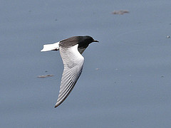 Chlidonias leucopterus