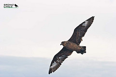 Stercorarius chilensis