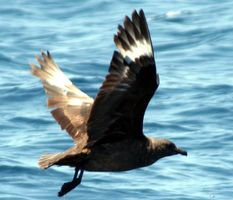 Stercorarius maccormicki