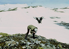 Stercorarius antarcticus