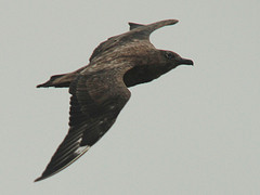 Stercorarius pomarinus