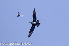 Stercorarius parasiticus