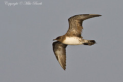 Stercorarius longicaudus