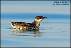 Brachyramphus perdix