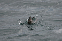 Brachyramphus marmoratus