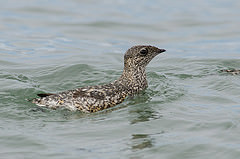 Brachyramphus brevirostris