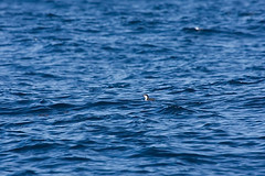 Synthliboramphus hypoleucus