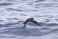 Synthliboramphus scrippsi