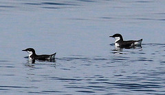 Synthliboramphus craveri